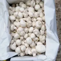 قارچ عمده درجه ۱