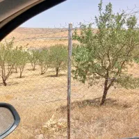 چوب بادام