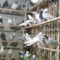 کبوتر پرشی