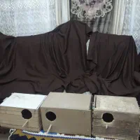 لانه عروس هلندی