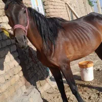 اسب مادیان ۴سال