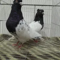 کفتز