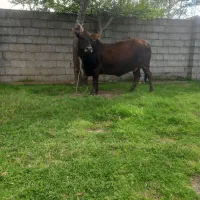 گاو شکمدار ۶ماه