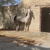 نریان نیله4ساله