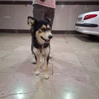 واگذاری سگ هاسکی ۷ ماهه