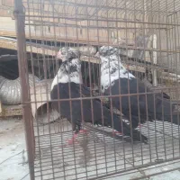 کبوتر کله سفید درجه یک