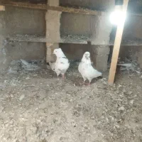 کبوتر تکپر پرشی قدیم