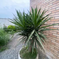 گل و گیاه و درختچه