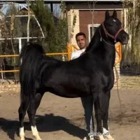 خریدوفروش اسب ومادیان سواری دار