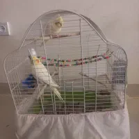 عروس هلندی
