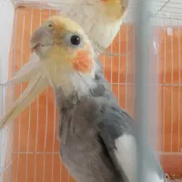 یه جفت عروس هلندی دستی