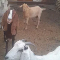 بز وکلارزاییده و بزغاله