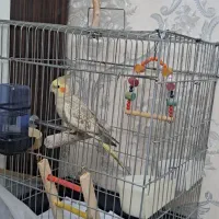 عروس هلندی ماده