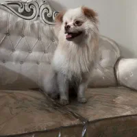 سگ پامر