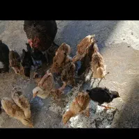 جوجه محلی اصل