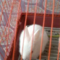 خرگوش|موش و خرگوش|محمدیه-قزوین, |دیوار