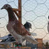 ساراقون نر پرشی کهنه نصراباد