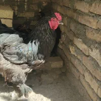 ست مرغ و خروس برهما بلک