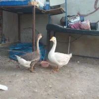 قوغاز اکراینی