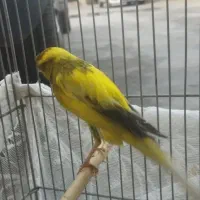 قناری رسمی بلندماده  اماده