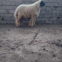 بره گوسفند قوچ
