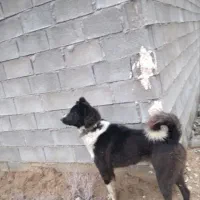 واگذاری سگ نگهبان