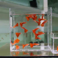 گوپی ، انجل (سالن تکثیر)