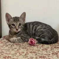 واگذاری بچه گربه 3 ماهه