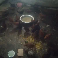 تعدادی جوجه خانگی ۴ماهه واکسن خورده