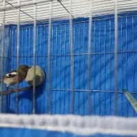سهره