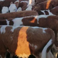 گوساله نروماده