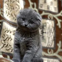 گربه اسکاتیش و بریتیش بلو