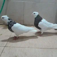 ۹عدد طوقی یکجا باهم