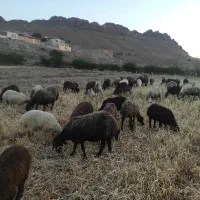 میش و بره
