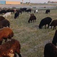 بره نر بره ماده میش