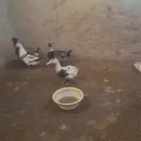 دوعدد اردک ماعده ونر دوعدد