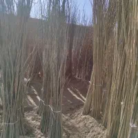 صنوبر.سنوبر کبوده نیگرا ترکیه