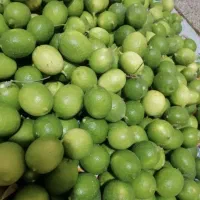لیمو ترش تازه بزرگ
