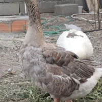 غاز محلی  و سه عدد قو غاز