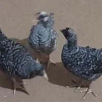 جوجه پلیموت ۳ماهه