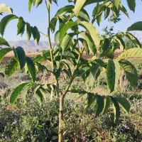 فروش باغ گردو وبادم مثمر ودرختان پیوندی سه ساله
