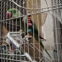 شاه طوطی اهلی