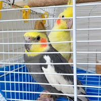 عروس هلندی
