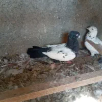 کفتر سینه دم سیاه نر کاکولی