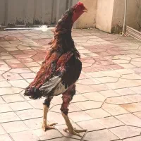 خروس میکس لاری تایلندی