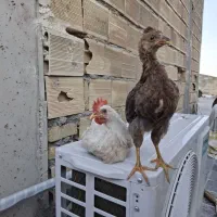 جوجه