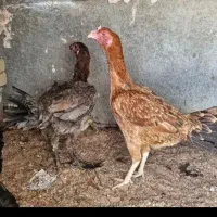 دو عدد مرغ لاری