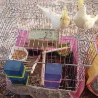 دو عدد عروس هلندی جوان نر و ماده