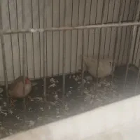 کینگ تخم گذار
