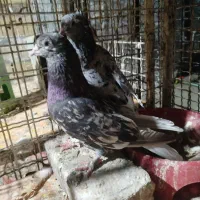 نرماده هفت رنگ دم سفید